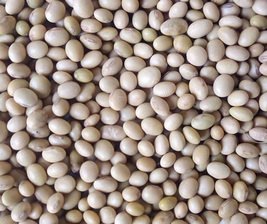 Grains, oils and agro commodity products by Rural Pride